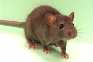 Rat Hair